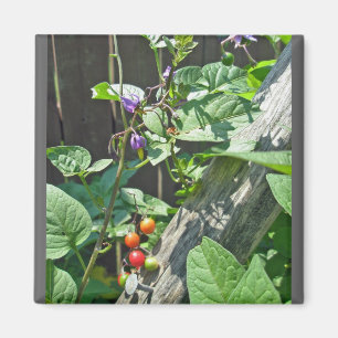 Aimant doux-amer (Solanum dulcamara)