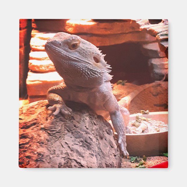 Aimant Dragon à tête (Devant)
