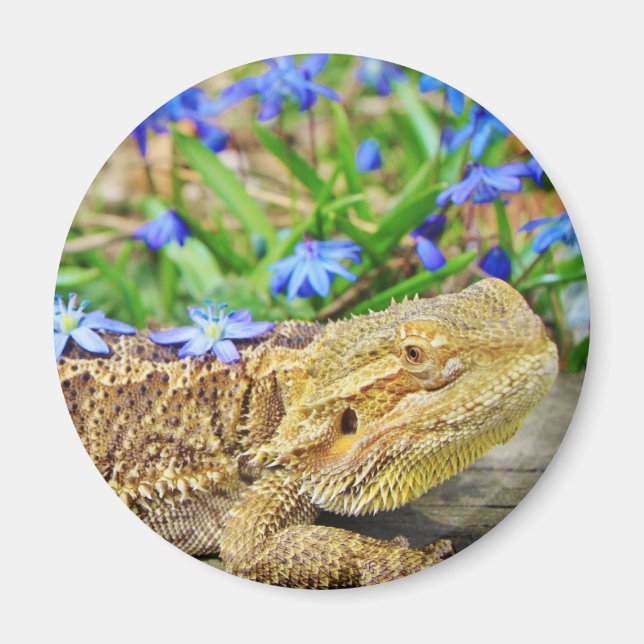 Aimant Dragon assif (Devant)