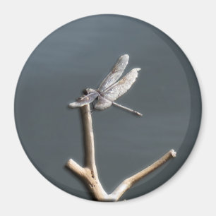 Aimant Dragonfly au repos