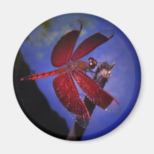 Aimant Dragonfly rouge