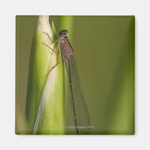 Aimant Dragonfly sur l'iris bourré