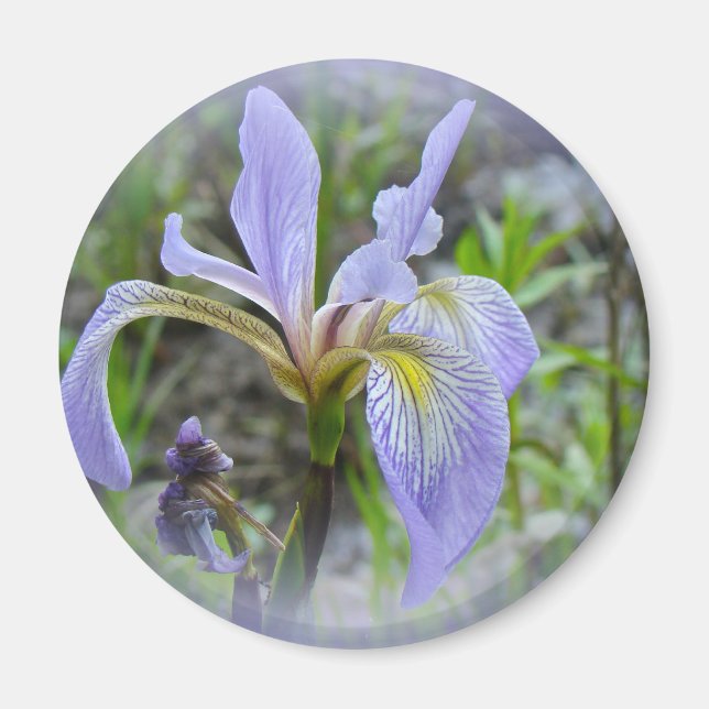 Aimant Drapeau bleu - Iris sauvage (Devant)