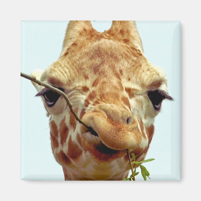 Aimant drôle bébé girafe (Devant)
