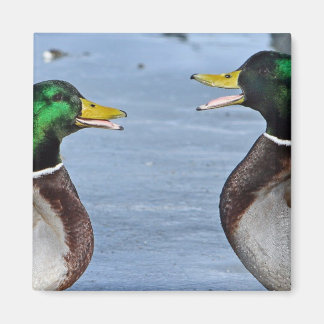 Aimant Drôle Canards