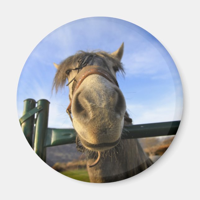 Aimant Drôle Cheval (Devant)