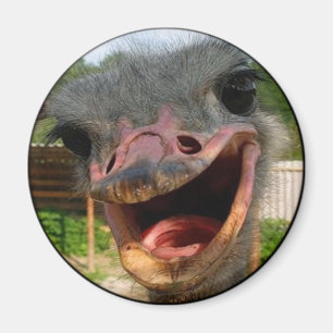 Aimant Drôle Ostrich Bird Photo What's Up