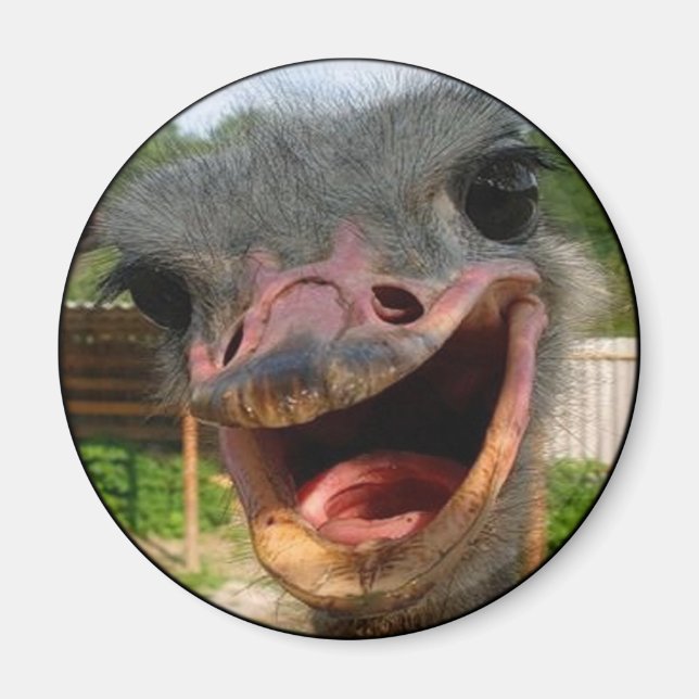 Aimant Drôle Ostrich Bird Photo What's Up (Devant)