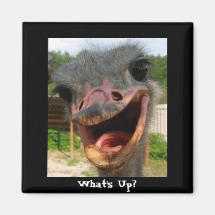 Aimant Drôle Ostrich Bird Photo What's Up