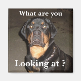 Aimant DSCF0490, Qu'est-ce que vous regardez ?