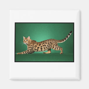 Aimant du Bengale repéré par brun