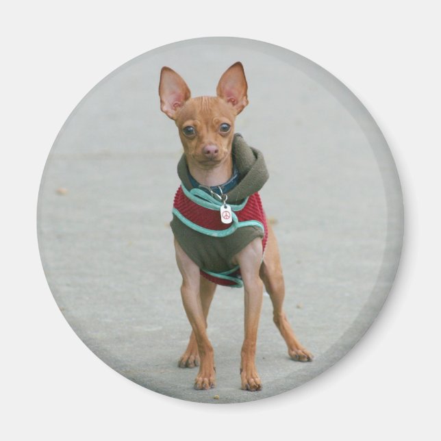 Aimant du Chihuahua (Devant)
