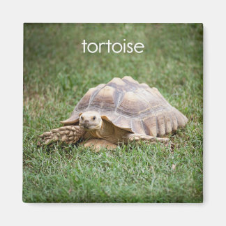 Aimant du réfrigérateur de tortue