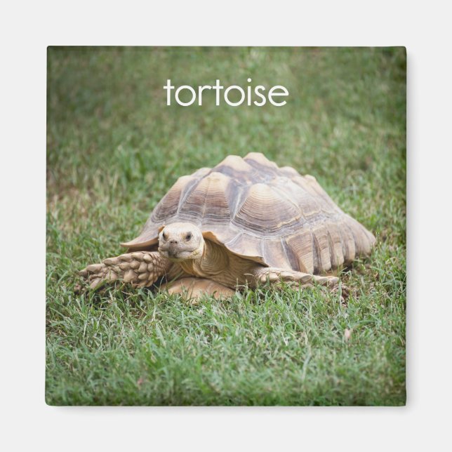 Aimant du réfrigérateur de tortue (Devant)