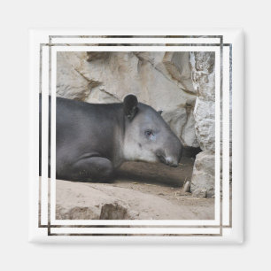 Aimant du tapir de Baird