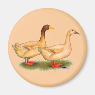 Aimant Ducks:  Buff Orpington
