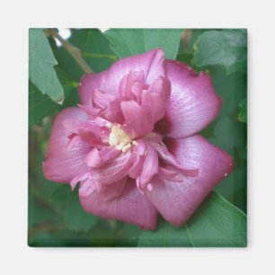 Aimant d'un rose de Sharon commençant à fleurir