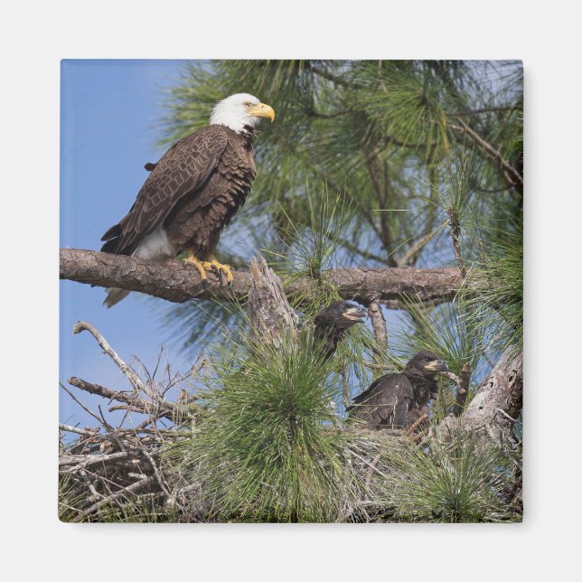 Aimant E10 et E11 (Devant)