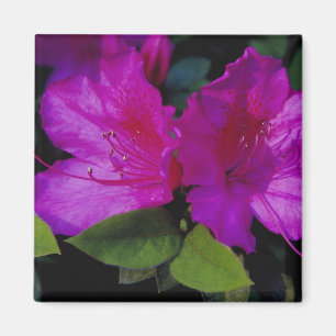 Aimant É.-U. Géorgie, Savannah. Azalée en fleurs.