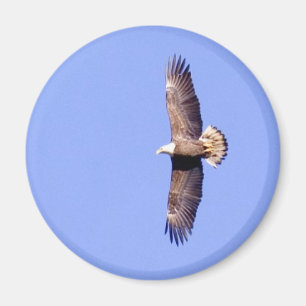 Aimant Eagle au-dessus de Conowingo