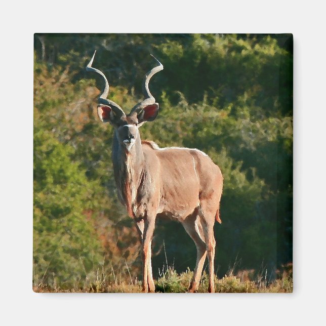 aimant East Cape Kudu (Devant)