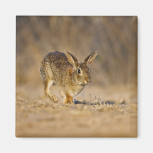 Aimant Eastern cottontail rabbit hopping
