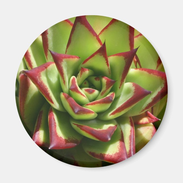 Aimant Echeveria (Devant)