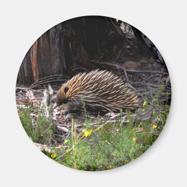 Aimant Echidna (Devant)