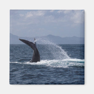 Aimant Éclaboussure de queue de baleine de bosse