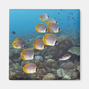 Aimant École d'angelfish