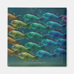 Aimant École de basse de la Mer Noire dans les couleurs