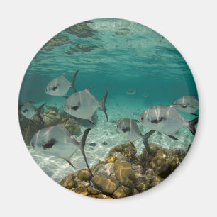Aimant École de poissons permis