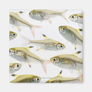 Aimant École de tétra poissons de rayon X (Pristella