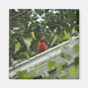 Aimant Écouter le cardinal