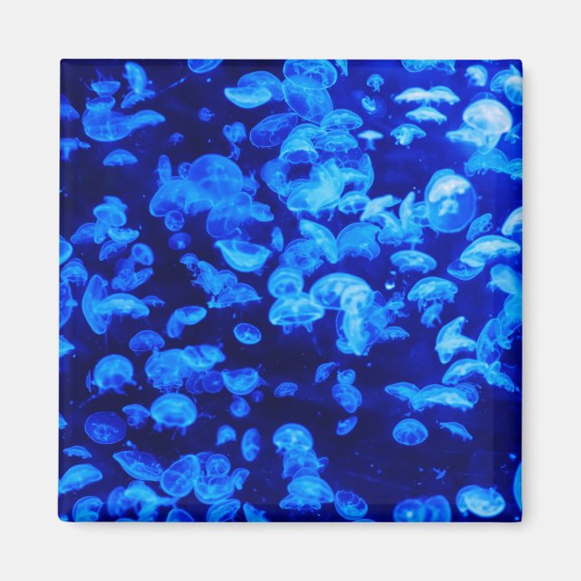 Aimant Écran de méduse (Devant)