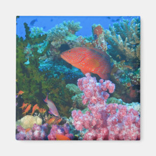 Aimant éducation Pseudanthias (Pseudanthias