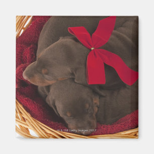 Aimant Également dobermann Pincher. Chien domestique