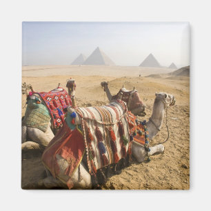 Aimant Égypte, Le Caire. Chameaux au repos