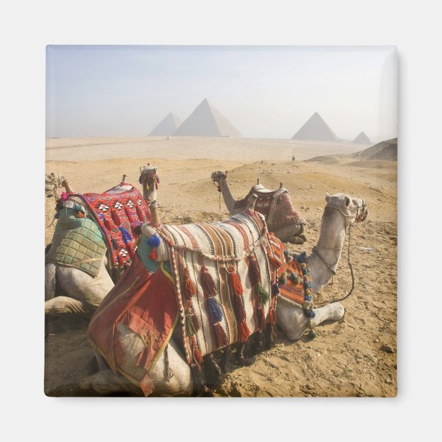 Aimant Egypte, Le Caire. Repose des chameaux (Devant)