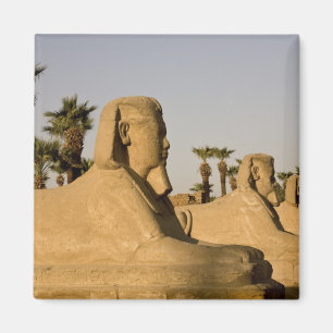 Aimant Egypte, Louxor. L'avenue des Sphinx mène à