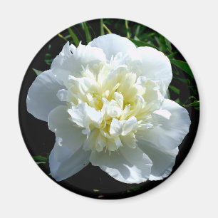 Aimant Elégant blanc peony floral blanc photo