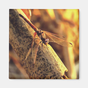 Aimant Elégant rouge Dessin de libellule Insect Art