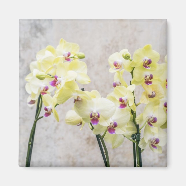 Aimant Elégante Crème Romantique & Orchidées Lilac (Devant)