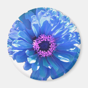 Aimant Elégante marguerite bleue florale