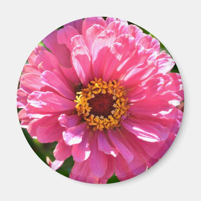 Aimant Elégante marguerite rose rose rétro (Devant)
