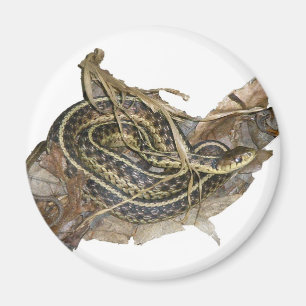 Aimant Eléments de coordination des serpents-garets de l'