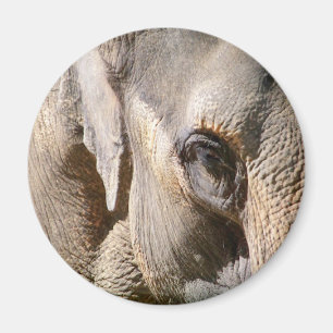 AIMANT ÉLÉPHANT