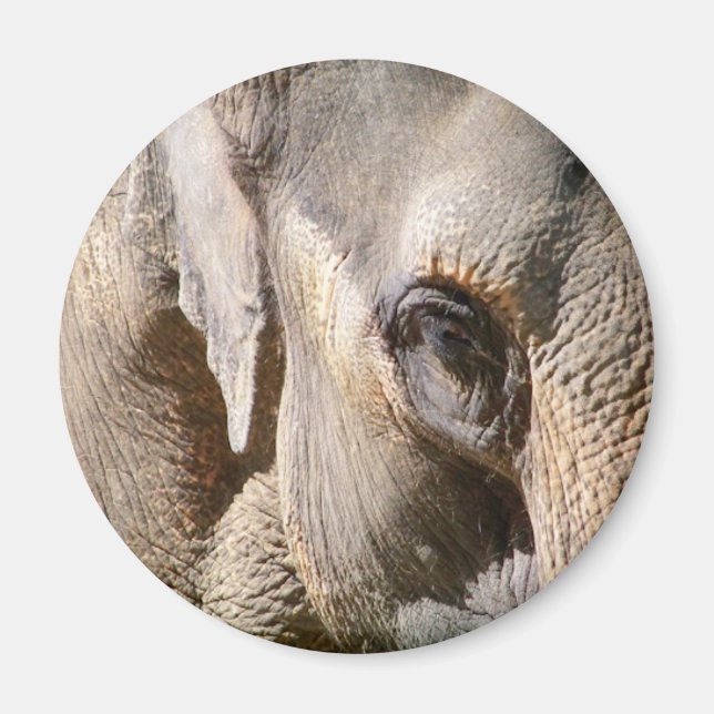 AIMANT ÉLÉPHANT (Devant)