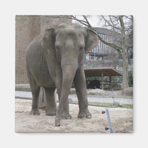 Aimant ÉLÉPHANT