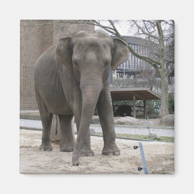 Aimant ÉLÉPHANT (Devant)